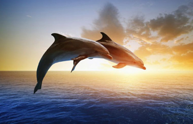 Bali Dolphin 